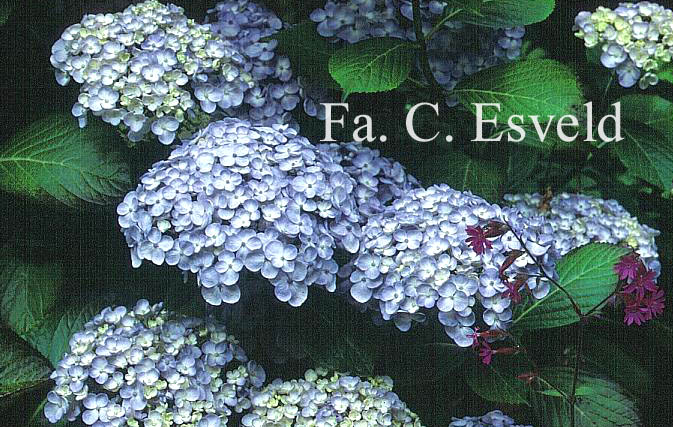 Hydrangea macrophylla 'Trebah Silver'