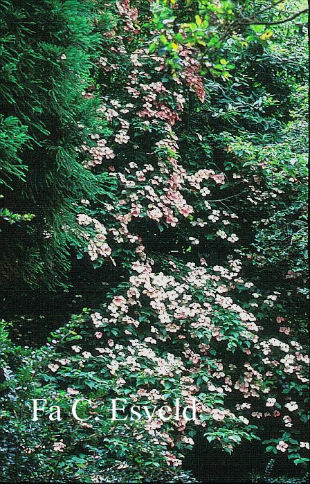 Cornus kousa 'Norman Hadden'