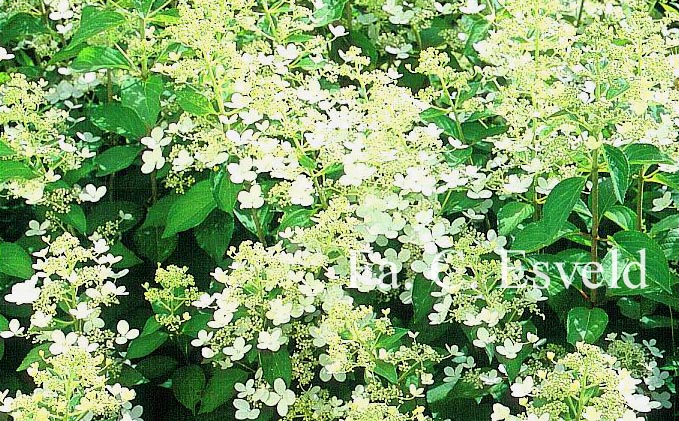 Hydrangea paniculata 'Brussel's Lace'