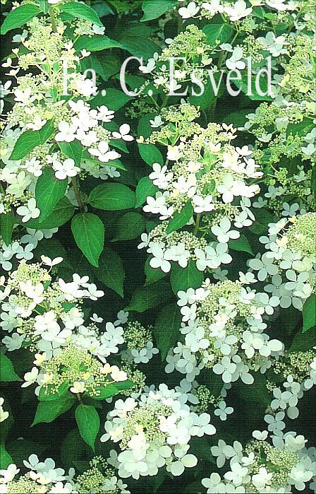 Hydrangea paniculata 'Brussel's Lace'