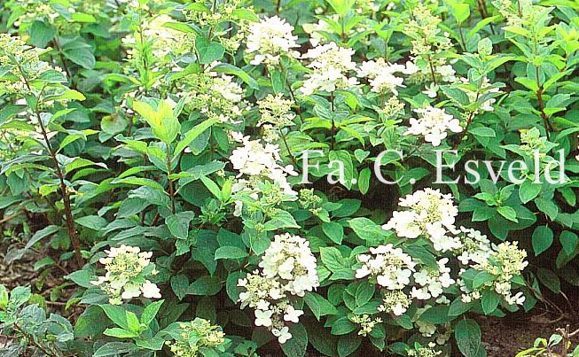 Hydrangea paniculata 'Darlido' (DART'S LITTLE DOT)