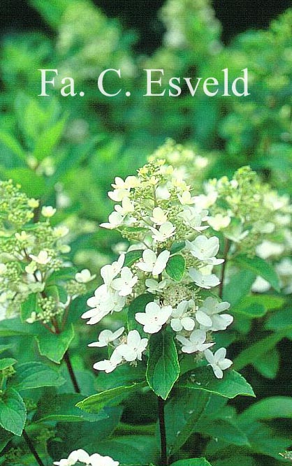 Hydrangea paniculata 'Darlido' (DART'S LITTLE DOT)