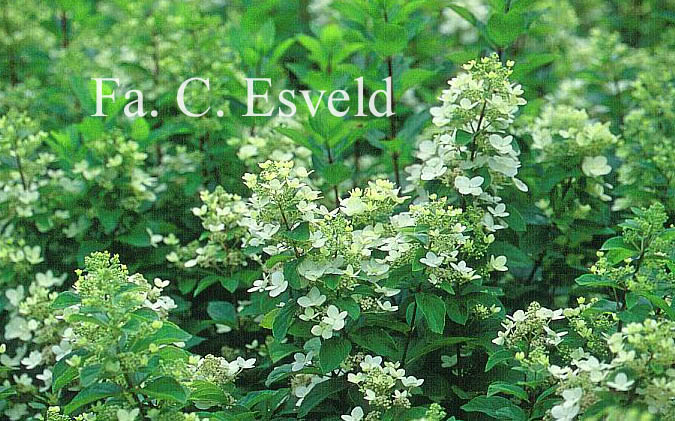 Hydrangea paniculata 'Kyushu'