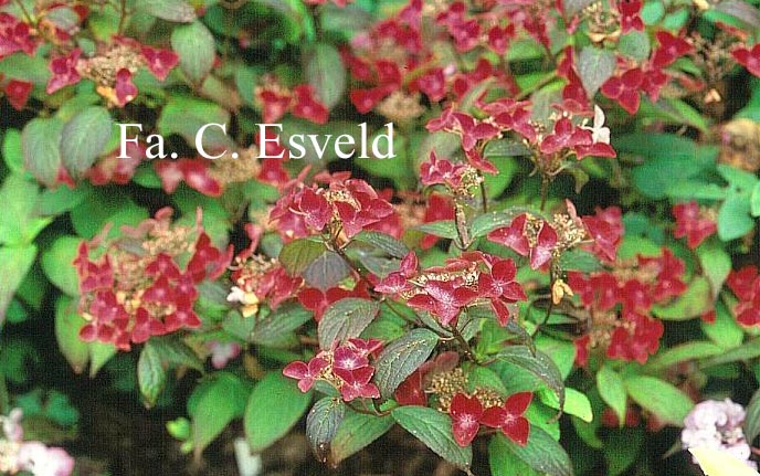 Hydrangea serrata 'Beni yama'