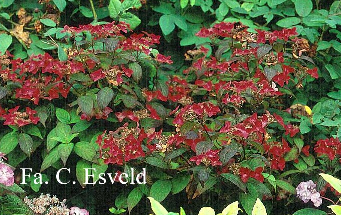 Hydrangea serrata 'Beni yama'