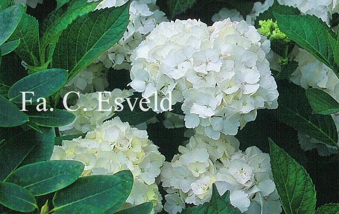 Hydrangea macrophylla 'Mme. E. Mouillere'