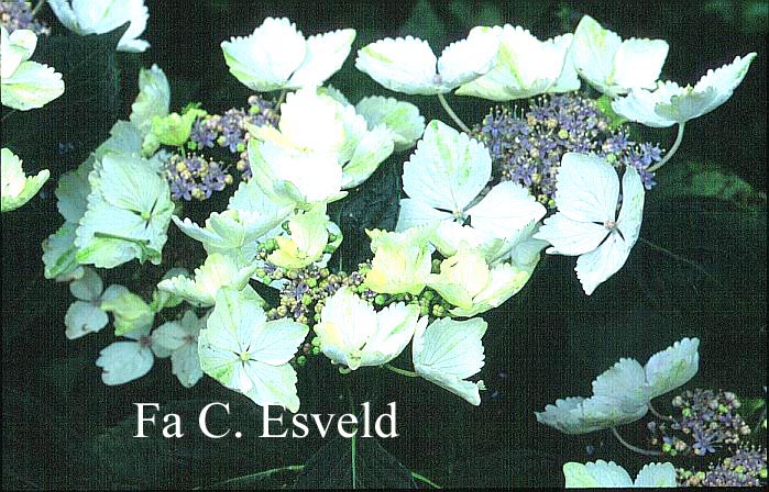Hydrangea macrophylla 'Green Tonic'