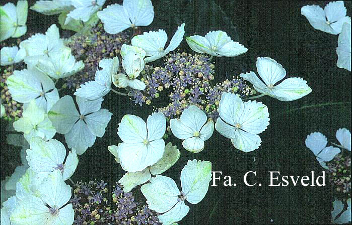 Hydrangea macrophylla 'Green Tonic'