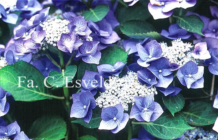 Hydrangea macrophylla 'Blaumeise' (syn.'Blue Sky')