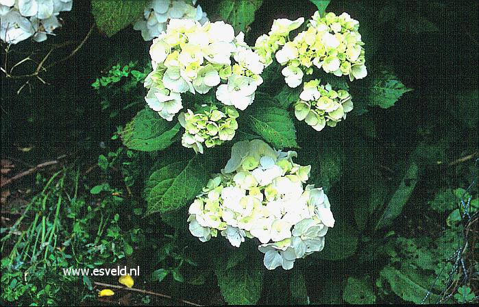 Hydrangea macrophylla 'Mme. E. Mouillere'