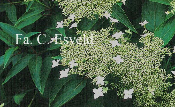 Hydrangea heteromalla