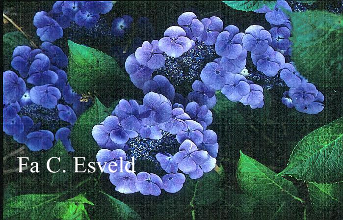 Hydrangea macrophylla 'Blauling'