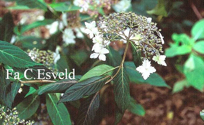 Hydrangea macrophylla stylosa f.indochinensis