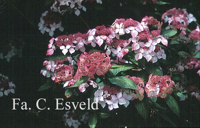 Hydrangea serrata 'Grayswood'