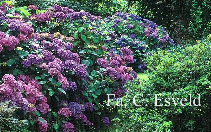 Hydrangea macrophylla