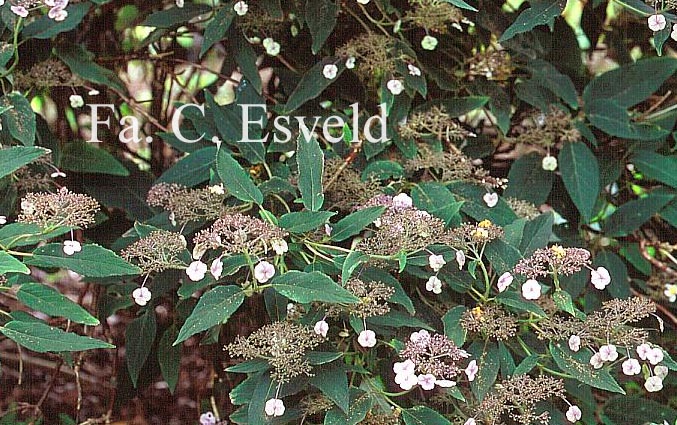 Hydrangea aspera rubusta var. longipes