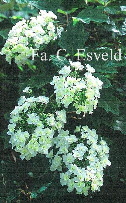 Hydrangea quercifolia 'Brido' (SNOWFLAKE)