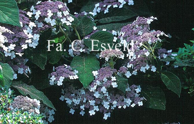 Hydrangea aspera sargentiana