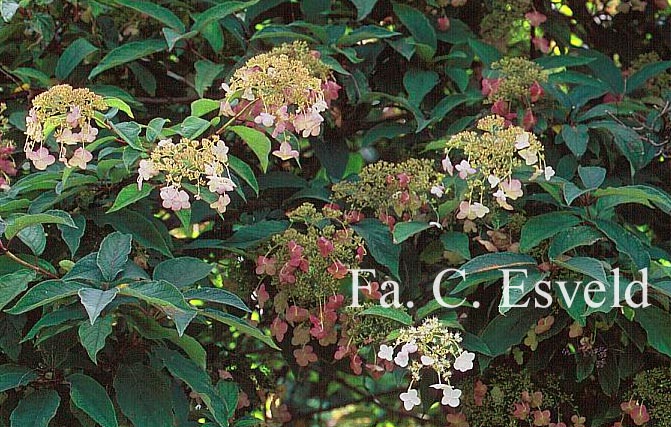 Hydrangea heteromalla 'Jermyn's Lace'