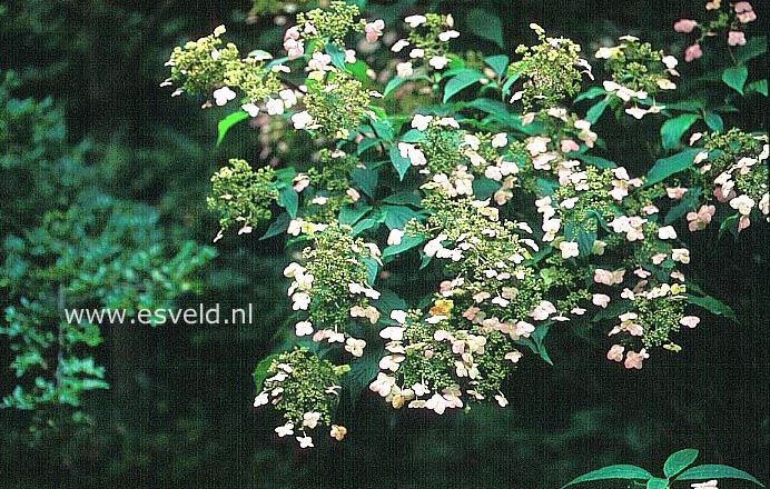 Hydrangea heteromalla 'Dumicola'