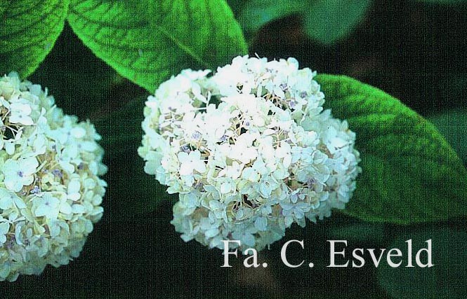 Hydrangea involucrata 'Sterilis'