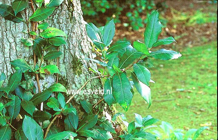 Hydrangea peruviana x serratifolia