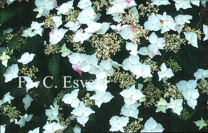 Hydrangea serrata f. macrosepala