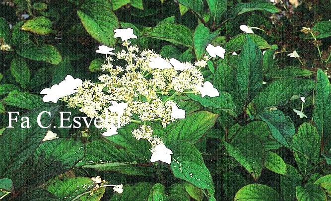 Hydrangea heteromalla 'Yalung Ridge'
