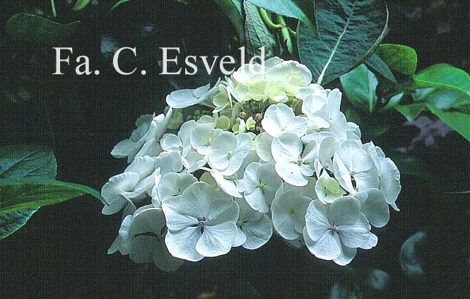 Hydrangea macrophylla 'Libelle'