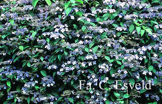 Hydrangea serrata 'Miranda'