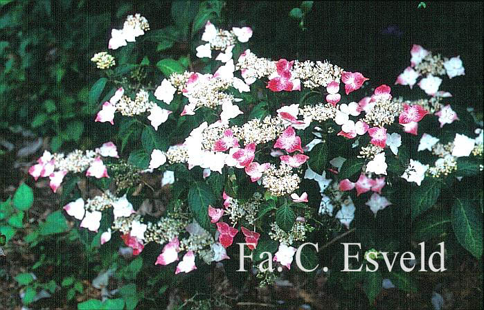 Hydrangea serrata f. macrosepala