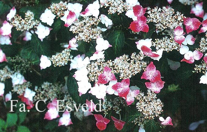 Hydrangea scandens chinensis f. macrosepala