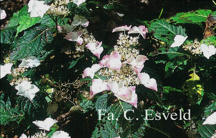 Hydrangea serrata f. macrosepala