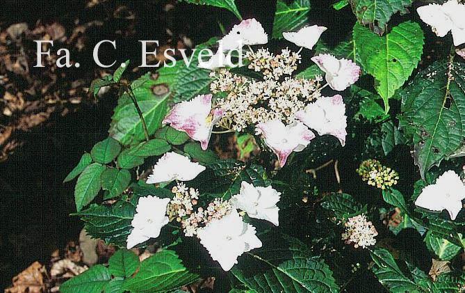 Hydrangea scandens chinensis f. macrosepala