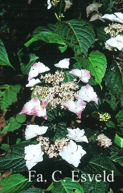 Hydrangea serrata f. macrosepala