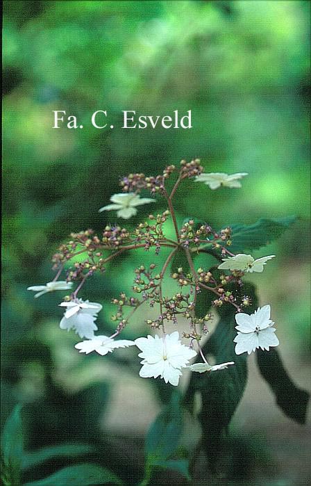 Hydrangea macrophylla stylosa f.indochinensis