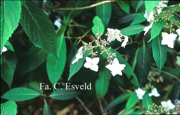 Hydrangea macrophylla stylosa f.indochinensis