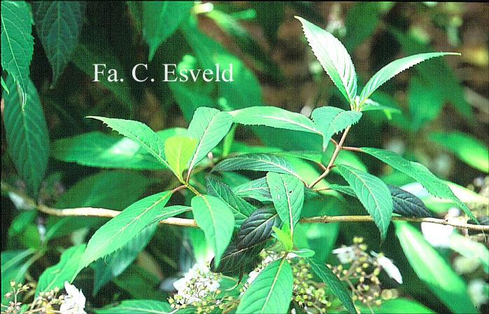 Hydrangea macrophylla stylosa f.indochinensis