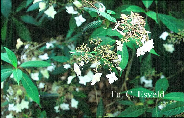 Hydrangea macrophylla stylosa f.indochinensis