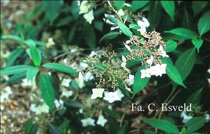 Hydrangea macrophylla stylosa f.indochinensis