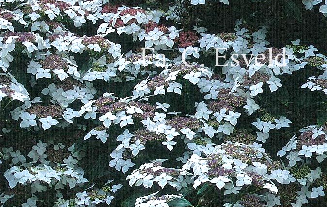 Hydrangea macrophylla 'Lanarth White'