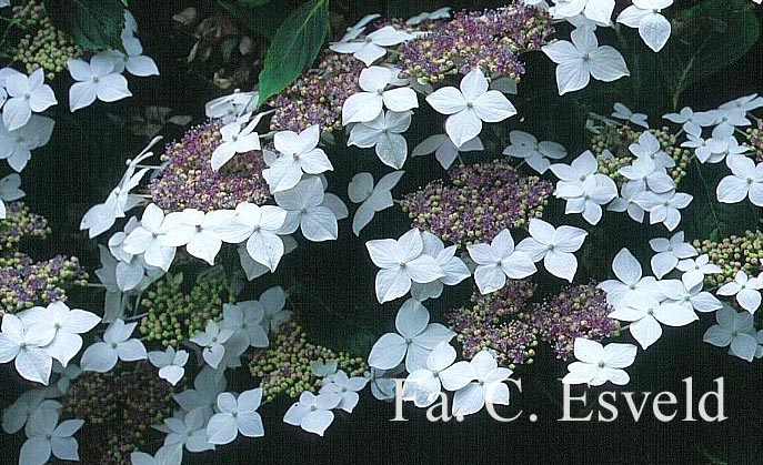 Hydrangea macrophylla 'Lanarth White'