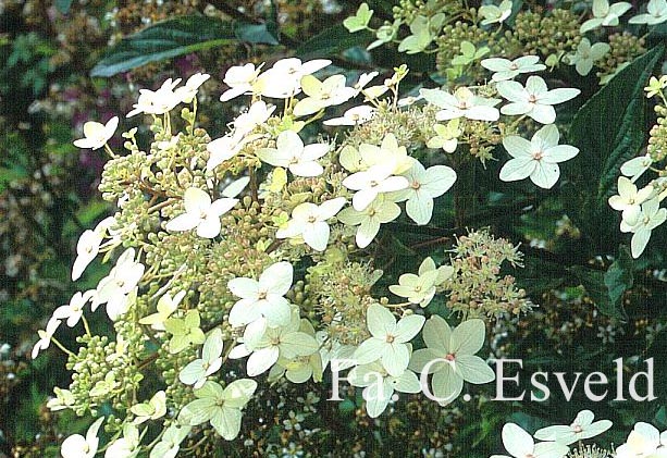 Hydrangea paniculata