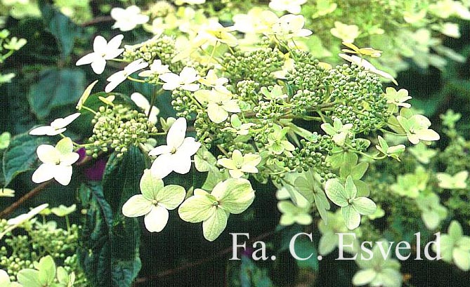 Hydrangea paniculata