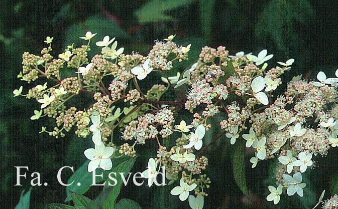 Hydrangea paniculata