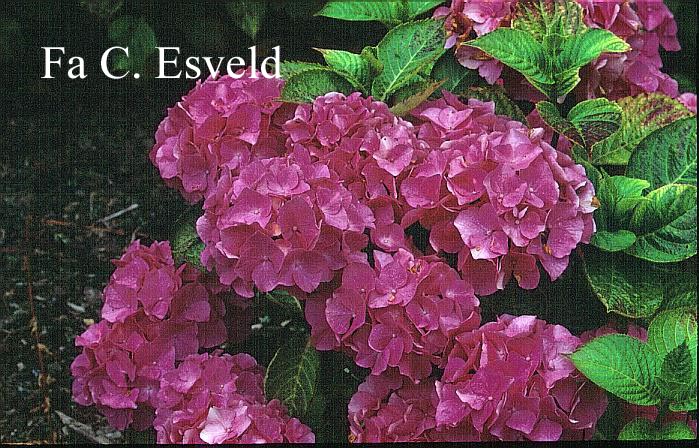 Hydrangea macrophylla 'Elbtal'