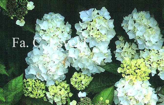 Hydrangea macrophylla 'Immaculata'