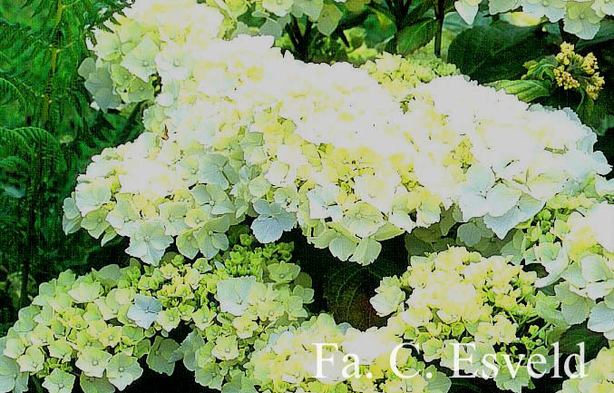 Hydrangea macrophylla 'Ave Maria'