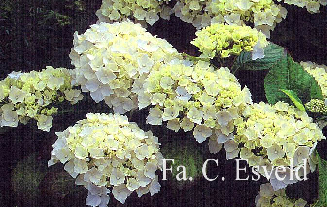 Hydrangea macrophylla 'Ave Maria'