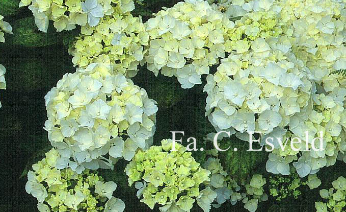 Hydrangea macrophylla 'Ave Maria'